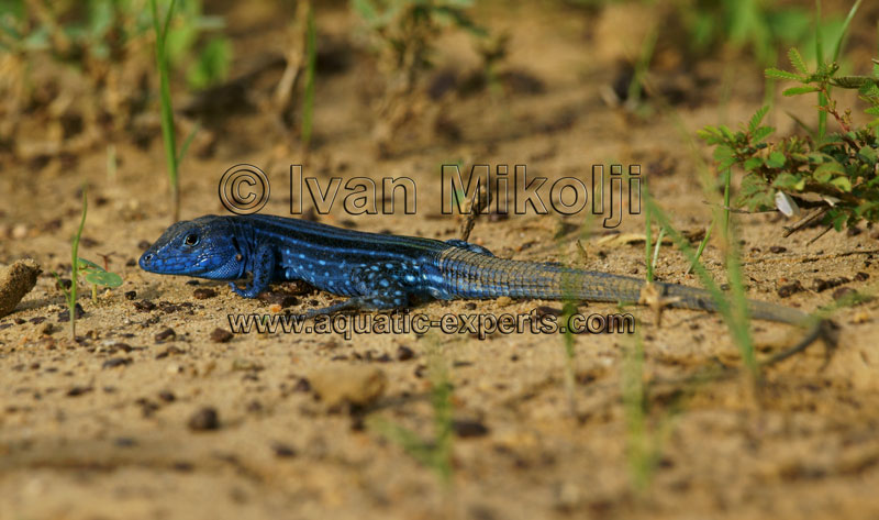 South American Whiptail lizard